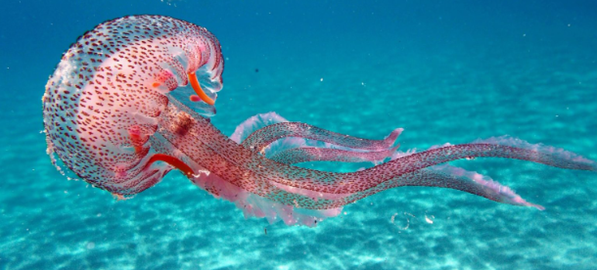 Επέστρεψαν οι μέδουσες στις ελληνικές θάλασσες – Ανησυχία για μαζική εμφάνιση στην Εύβοια